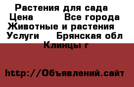 Растения для сада › Цена ­ 200 - Все города Животные и растения » Услуги   . Брянская обл.,Клинцы г.